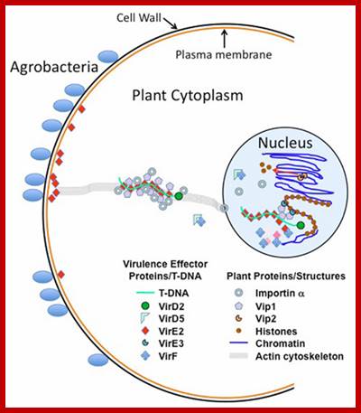 Image result for role of VirE2 in targeting T-strands to the plant nucleus