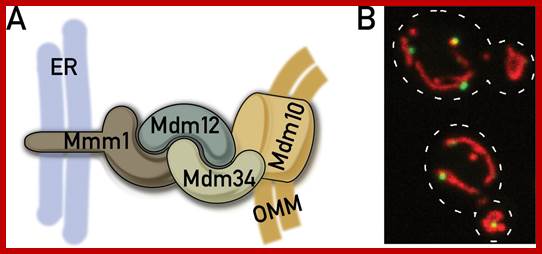 Image result for Resident ER proteins utilized by the cell to shape ER membrane