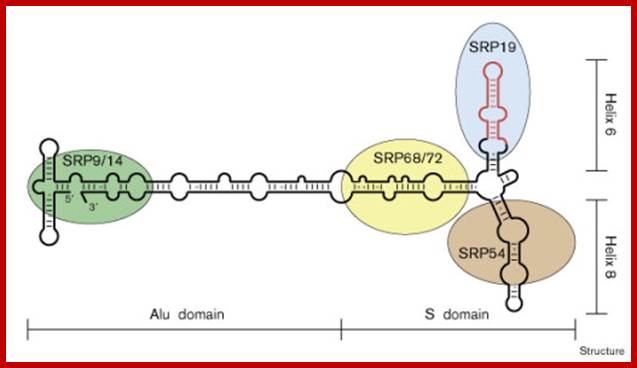 Image result for Schematic structure of SRP