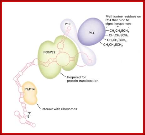 Figure 17-17. Structure of the signal-recognition particle (SRP).