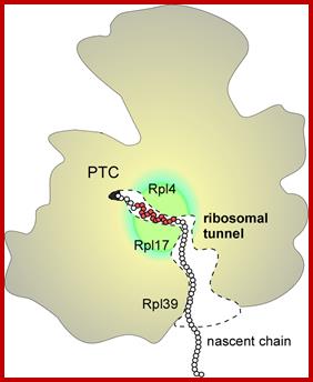 Image result for ribosome surface with exit site