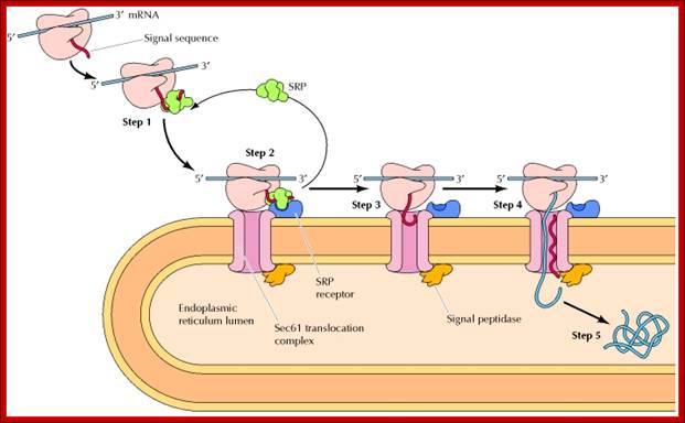 Figure 9.7. Cotranslational targeting of secretory proteins to the ER.