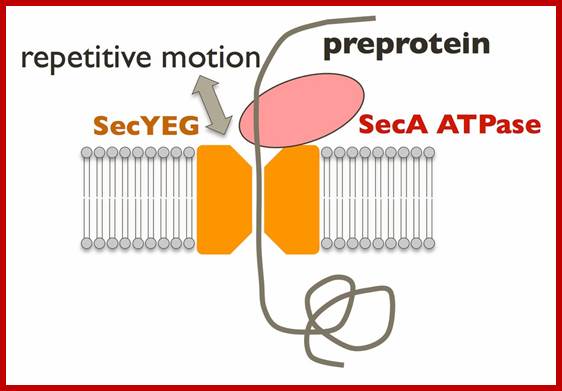 Image result for  Protein Translocation machinery