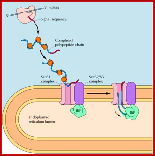 Figure 9.8. Posttranslational translocation of proteins into the ER.