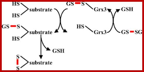 Image result for Glutaredoxin