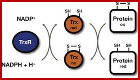 Image result for thioredoxin