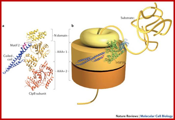 Image result for Chaperone protein folding machine