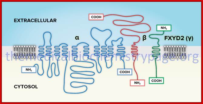 membrane organization of Na-K-ATPase subunits