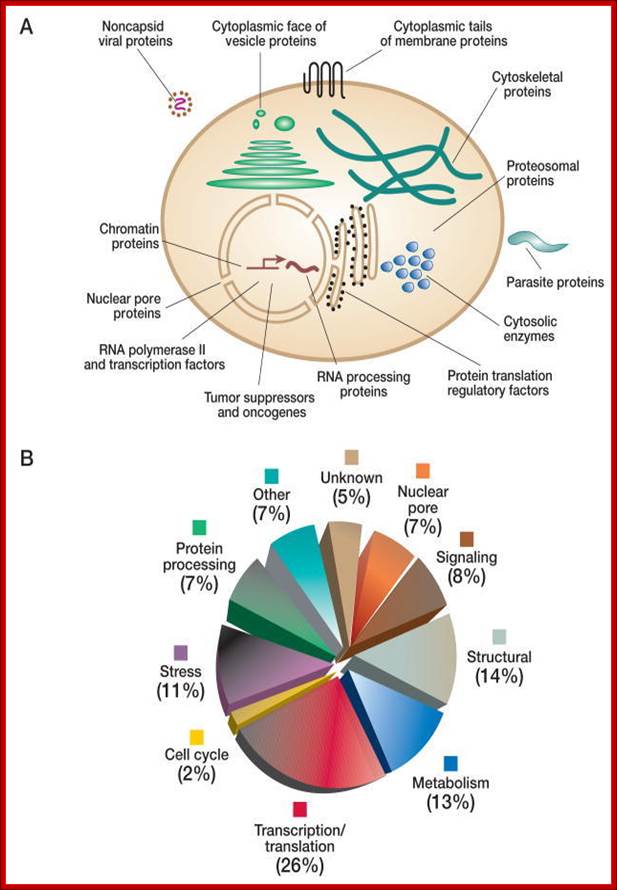 FIGURE 18.2. (A) O-GlcNAcylated proteins occur in many different cellular compartments.