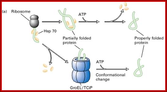 Figure 3-15. Chaperone-mediated protein folding.