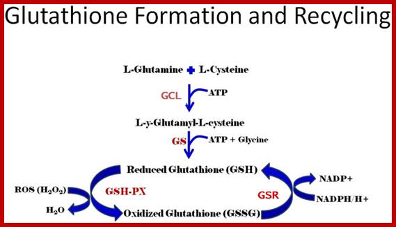 Image result for Glutathione formation