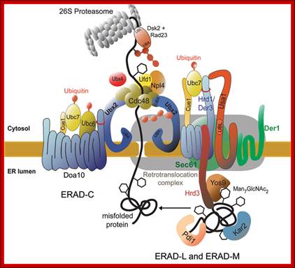 Ubiquitylation in the ERAD Pathway