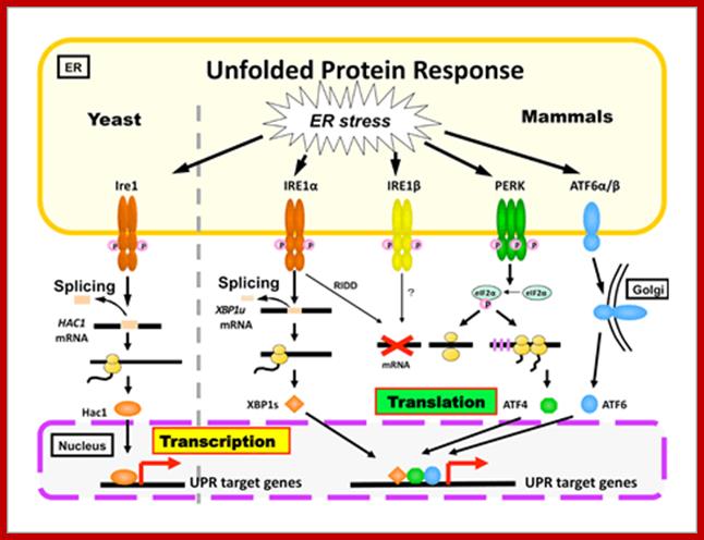 Image result for unfolded protein response