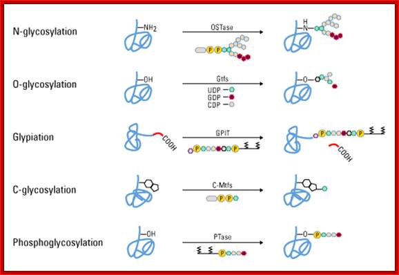 The types of glycosidic linkages include N-, O- and C-glycosylation, glypiation and phosphoglycosylation.