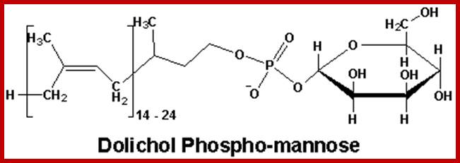 Image result for Dolichol P polymer