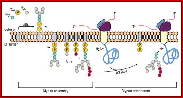 Glycan assembly and attachment during N-glycosylation in the endoplasmic reticulum