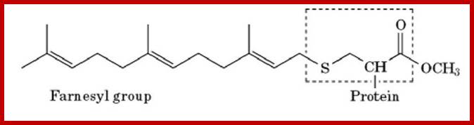 Image result for farnesylated membrane protein