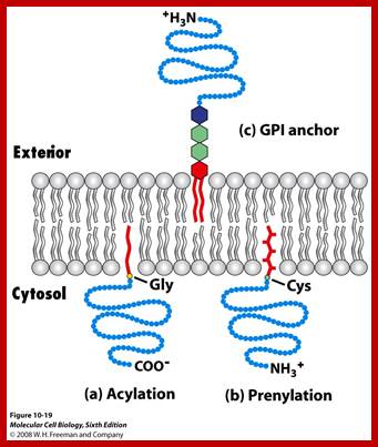 Image result for Prenylation; Membrane Anchors]