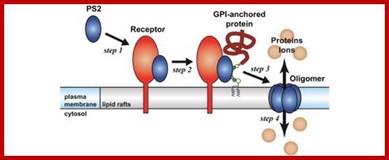 Image result for Proteins anchored to GPI