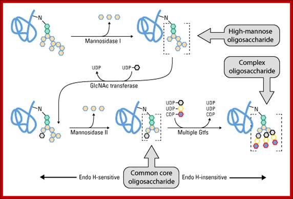 Glycan maturation in the Golgi apparatus results in high-mannose, complex or hybrid oligosaccharides