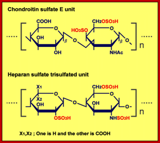 Image result for chondroitin sulphate structure