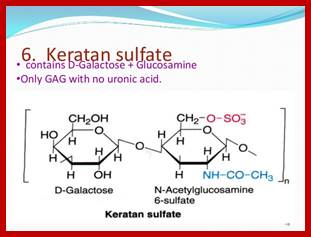 Image result for Proteoglycans Keratan sulphate