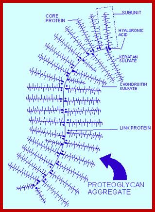 Image result for Proteoglycan complex EM