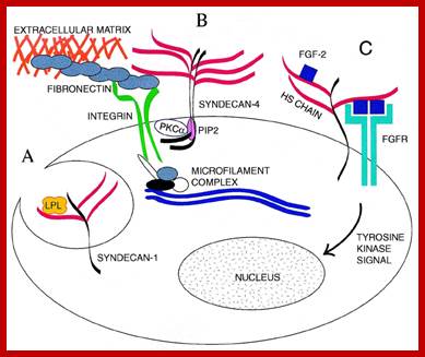 Fig. 3. Some of activities involving cell surface heparan sulfate proteoglycans. HSPGs control activity and catabolism of various enzymes (A), participate in cell adhesion (B) and modulate growth factor signalling (C). (A) LPL is one of the molecules, which are internalized while bound to HSPG, and syndecan-1 was identied as one of the proteoglycans responsible for LPL endocytosis. (B) Focal adhesion is a specialized membrane complex in which integrins and HSPGs cooperate to connect extracellular matrix and cytoskeleton. The HSPG involved appears to be exclusively syndecan-4. (C) Binding to HSPGs can regulate growth factor interactions with tyrosine kinase receptors. Several models were proposed to explain the role of HSPGs in FGF-2 signalling. The one depicted here shows HS chain mediating dimerization of FGF-2 and subsequently FGF receptors, promoting formation of a signalling complex and tyrosine kinase signal transduction. Multiple HSPGs were shown to support FGF-2 biological activities. Components are not drawn to scale. 
                