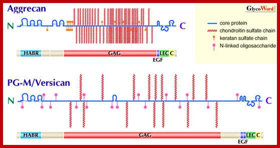 Image result for protein Versican