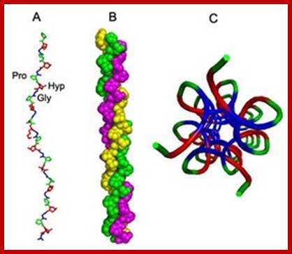 The 3D structure of collagen