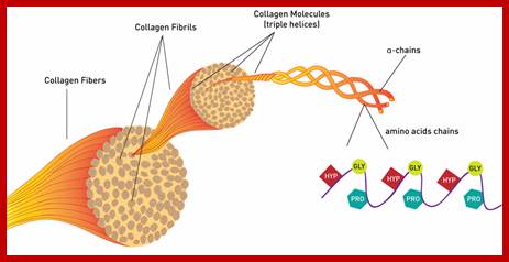 Image result for structure of collagen