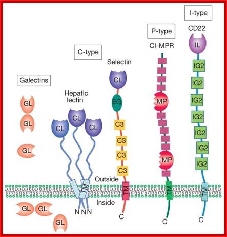 FIGURE 26.1. Schematic examples of major types of animal lectins, based on protein structure.