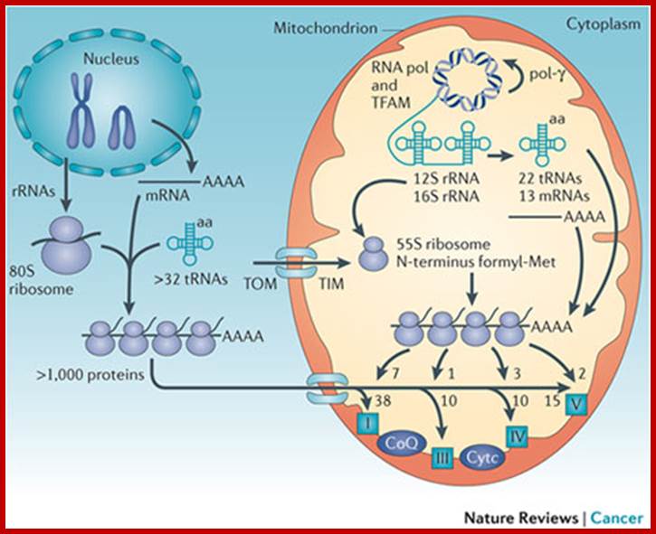 Mitochondria and cancer