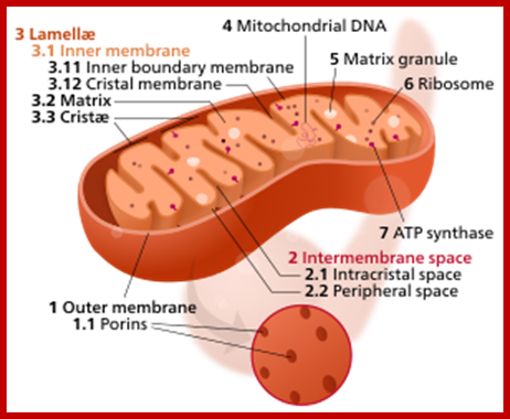 Mitochondrion mini.svg