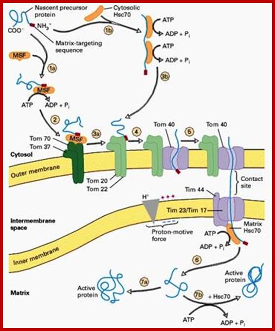 http://mol-biol4masters.masters.grkraj.org/html/Co_and_Post_Translational_Events5-Cellular_Protein_Traffic_files/image007.jpg