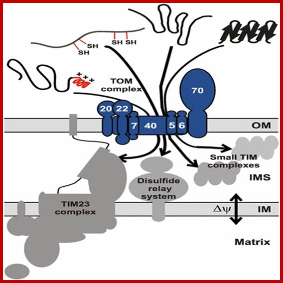 http://www.cipsm.de/en/publications/researchAreaB/2008/Thirty_years_of_protein_translocation/neupert_bba_2_08_500.jpg