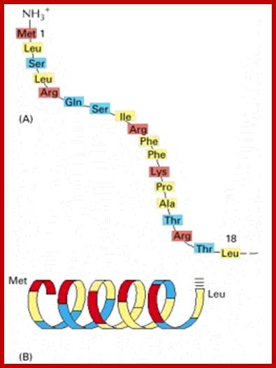 Figure 12-23. A signal sequence for mitochondrial protein import.