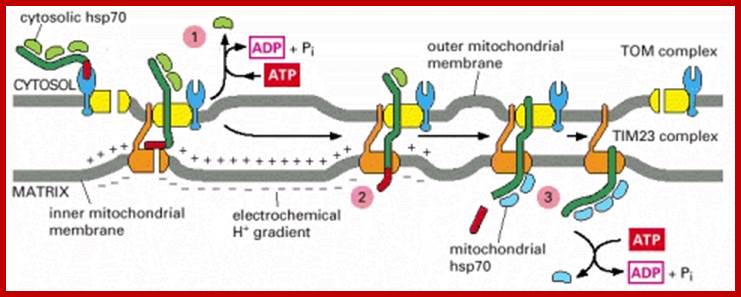 Figure 12-27. The role of energy in protein import into the mitochondrial matrix.