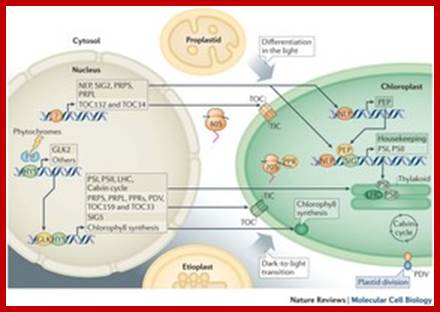 Light-mediated anterograde control of chloroplast development.