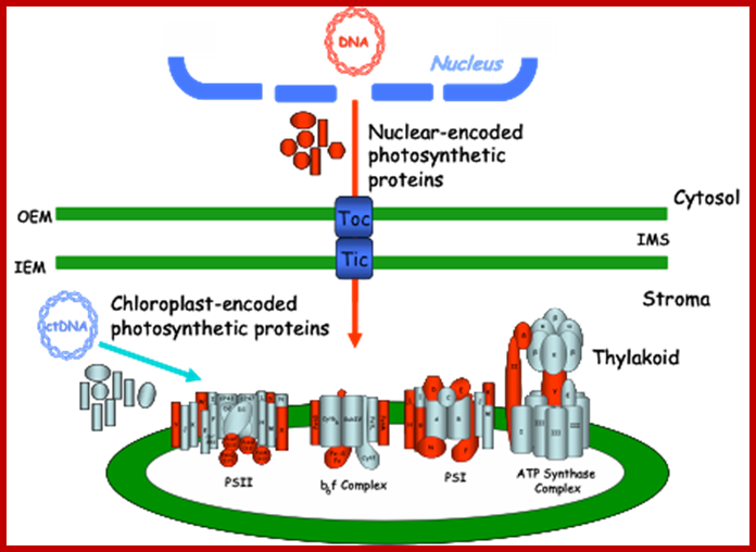 http://www.prl.msu.edu/uploads/images/Froehlich%20resrch%20Fig1.png