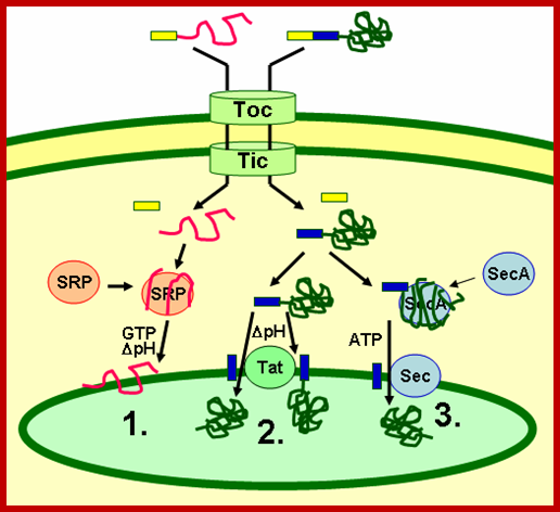 File:Thylakoid targeting.png