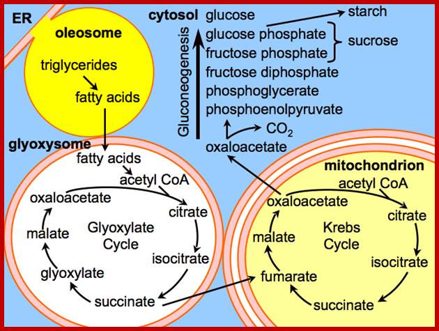 glyoxylatecycle