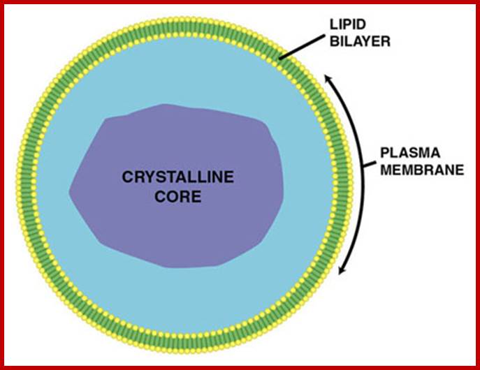 Peroxisome