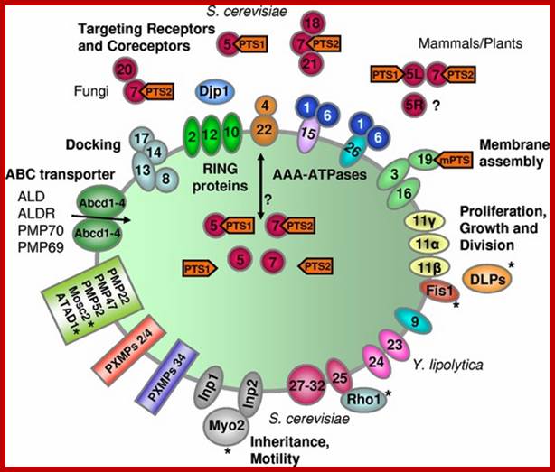 Peroxisome Function The peroxisomal membrane.