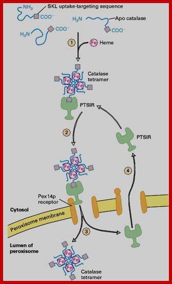 Figure 17-10. Synthesis of catalase and its incorporation into peroxisomes.