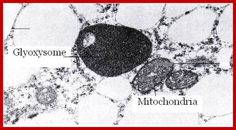 Glyoxysome