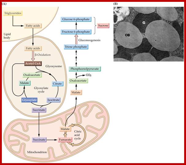 Glyoxysome