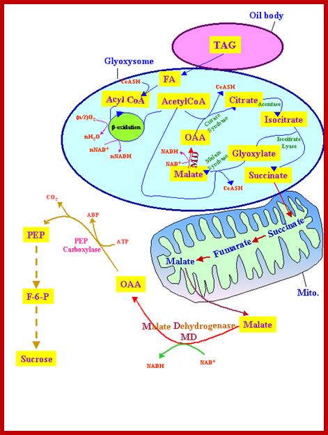 Gluconeogenesis