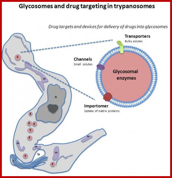 http://upload.wikimedia.org/wikipedia/commons/b/bd/Channel-Forming-Activities-in-the-Glycosomal-Fraction-from-the-Bloodstream-Form-of-Trypanosoma-brucei.jpg