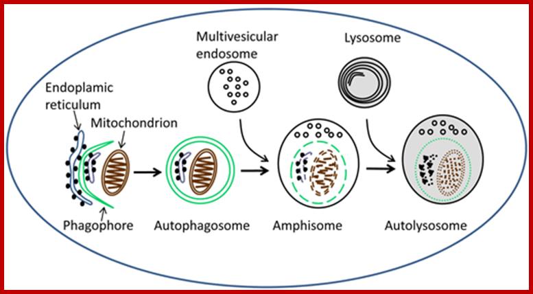 The main steps in the formation and maturation of autophagosomes.